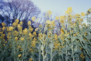 写真作例 オールドレンズとミラーレス