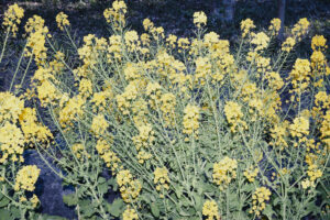 写真作例 オールドレンズとミラーレス