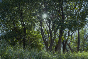 写真作例 オールドレンズとミラーレス