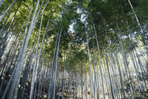 写真作例 オールドレンズとミラーレス