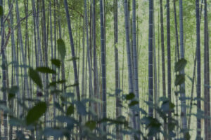 写真作例 オールドレンズとミラーレス