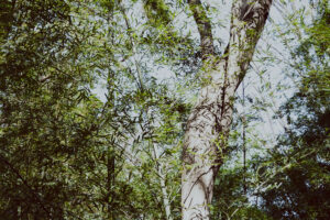 写真作例 オールドレンズとミラーレス