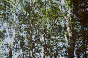 写真作例 オールドレンズとミラーレス