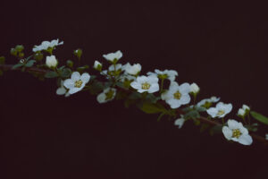 写真作例 オールドレンズとミラーレス