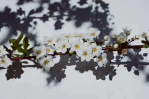 写真作例 オールドレンズとミラーレス