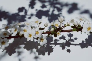 写真作例 オールドレンズとミラーレス
