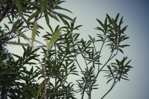 写真作例 オールドレンズとミラーレス