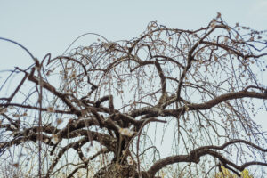 写真作例 オールドレンズとミラーレス