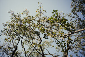 写真作例 オールドレンズとミラーレス
