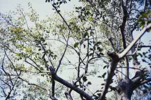 写真作例 オールドレンズとミラーレス