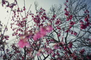 写真作例 オールドレンズとミラーレス