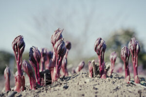写真作例 オールドレンズとミラーレス