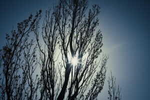 写真作例 オールドレンズとミラーレス