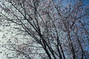 写真作例 オールドレンズとミラーレス