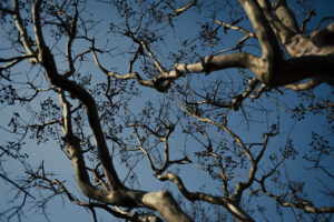 写真作例 オールドレンズとミラーレス