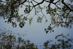 写真作例 オールドレンズとミラーレス