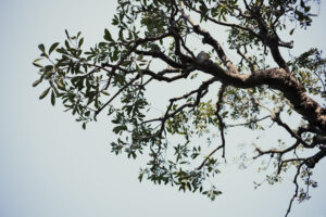 写真作例 オールドレンズとミラーレス