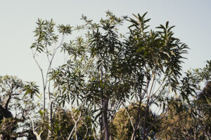 写真作例 オールドレンズとミラーレス