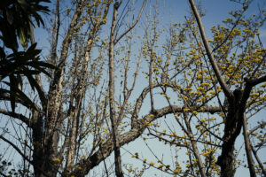 写真作例 オールドレンズとミラーレス