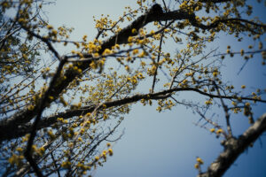 写真作例 オールドレンズとミラーレス