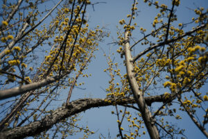 写真作例 オールドレンズとミラーレス