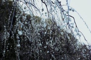 写真作例 オールドレンズとミラーレス