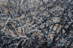 写真作例 オールドレンズとミラーレス