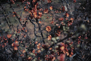 写真作例 オールドレンズとミラーレス