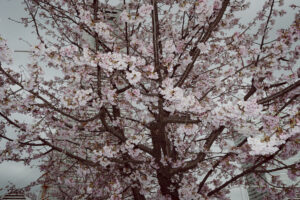 写真作例 オールドレンズとミラーレス