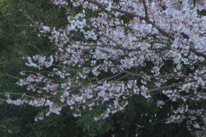 写真作例 オールドレンズとミラーレス