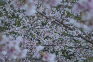 写真作例 オールドレンズとミラーレス