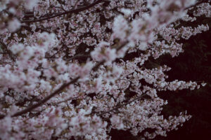 写真作例 オールドレンズとミラーレス