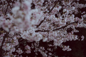 写真作例 オールドレンズとミラーレス