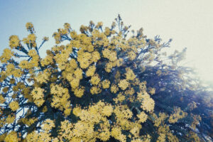 写真作例 オールドレンズとミラーレス