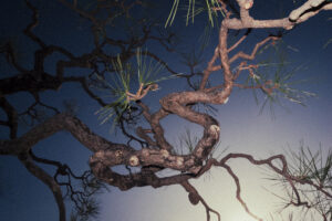 写真作例 オールドレンズとミラーレス