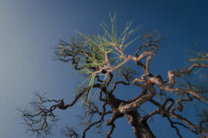写真作例 オールドレンズとミラーレス