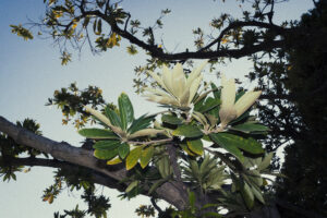写真作例 オールドレンズとミラーレス