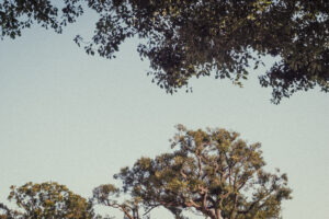 写真作例 オールドレンズとミラーレス