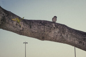 写真作例 オールドレンズとミラーレス