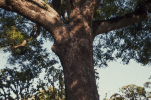 写真作例 オールドレンズとミラーレス