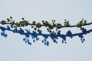 写真作例 オールドレンズとミラーレス