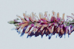 写真作例 オールドレンズとミラーレス