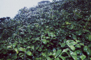 写真作例 オールドレンズとミラーレス