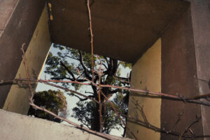 写真作例 オールドレンズとミラーレス