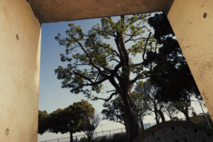 写真作例 オールドレンズとミラーレス