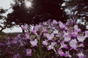 写真作例 オールドレンズとミラーレス