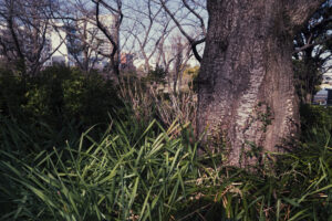 写真作例 オールドレンズとミラーレス
