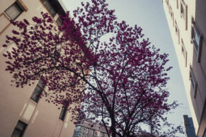 写真作例 オールドレンズとミラーレス