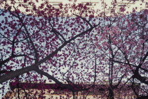 写真作例 オールドレンズとミラーレス