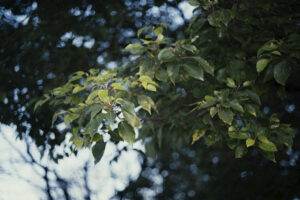写真作例 オールドレンズとミラーレス
